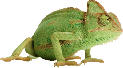 Chameleon